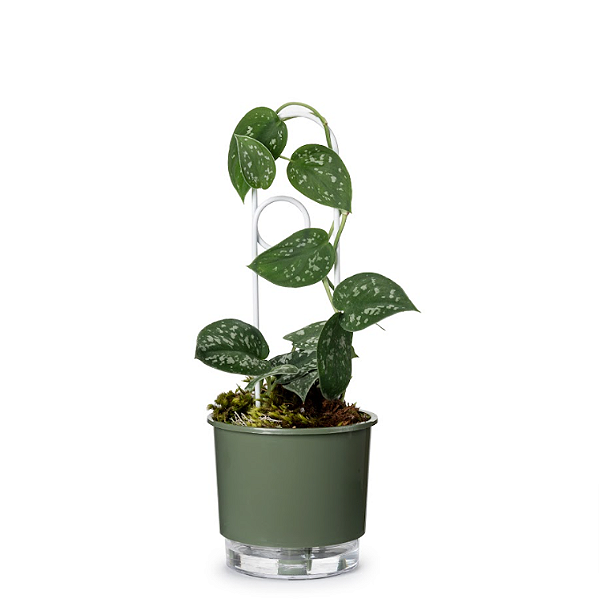 Vaso Autoirrigável N 02 - Pequeno - Verde Militar - 12 x 11cm - Raiz