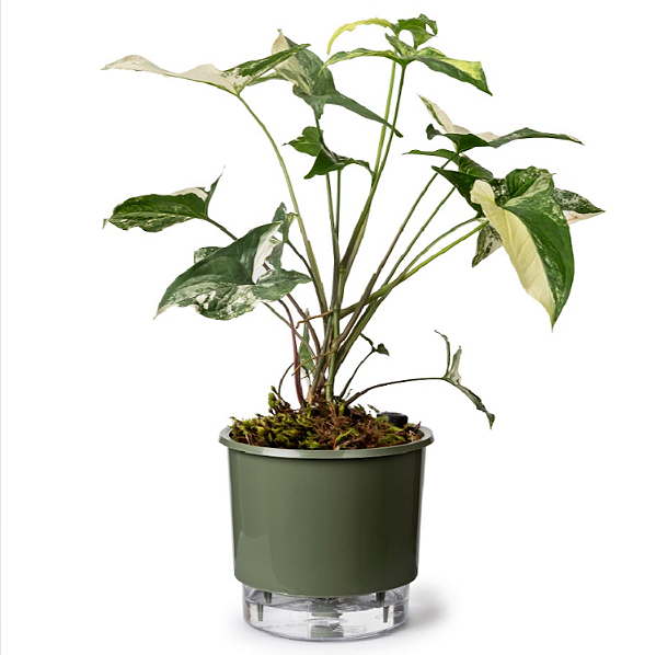 Vaso Autoirrigável N 03 - Médio - Verde Militar - 16 x 14cm - Raiz
