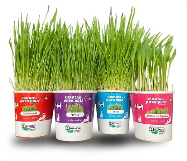 Kit 4 Plantas Para Pets Orgânico - Graminha Pet
