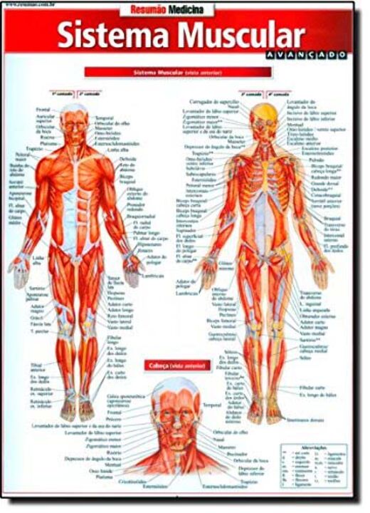 Livro Sistema muscular avançado