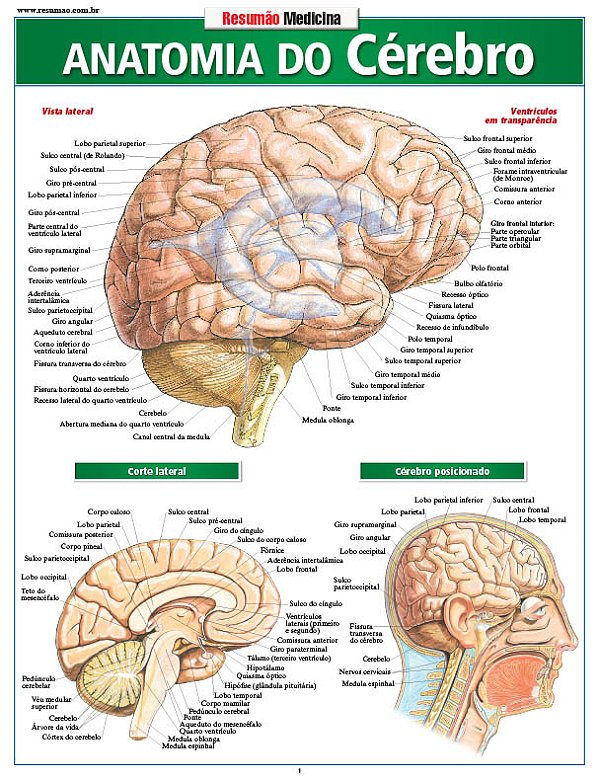 Livro Anatomia do cérebro