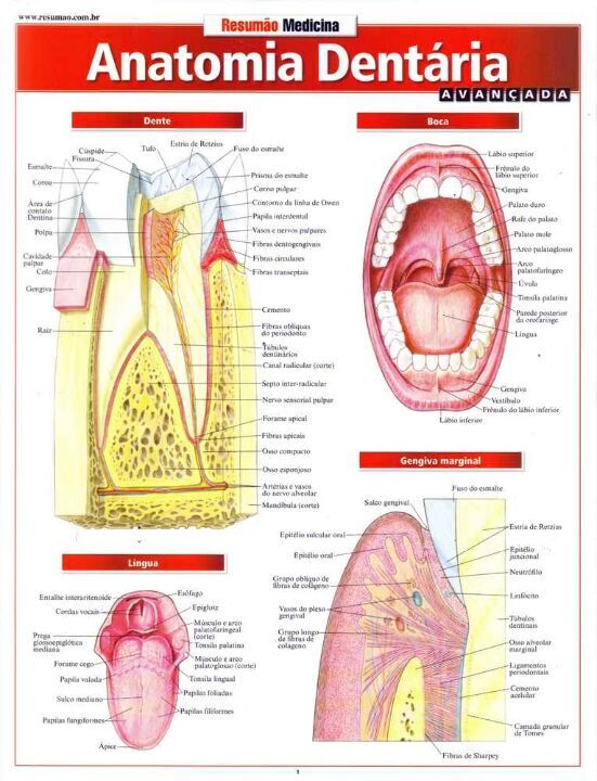 Livro Anatomia dentária avançada