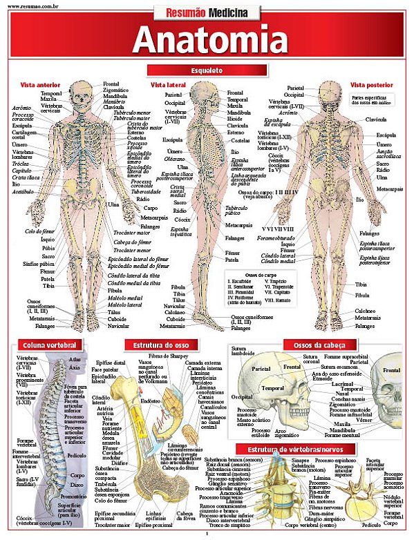 Livro Anatomia
