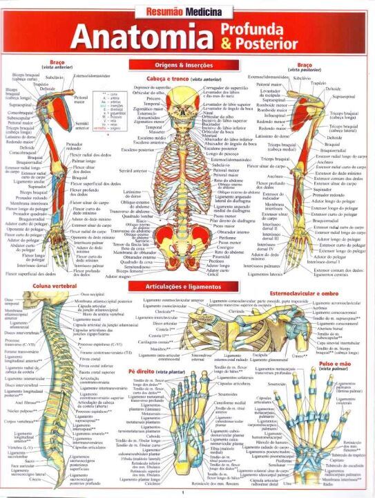 Livro Anatomia profunda e posterior
