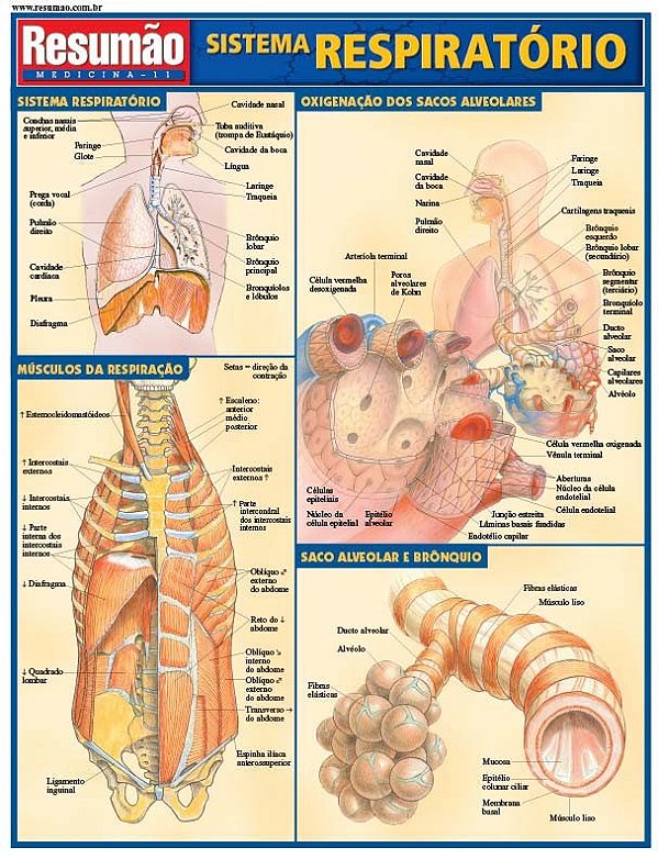 Sistema respiratório