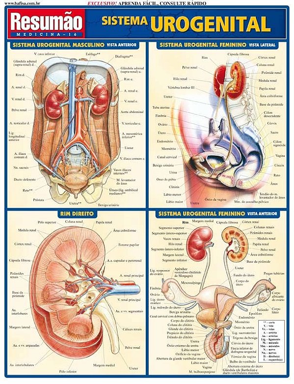 Sistema urogenital