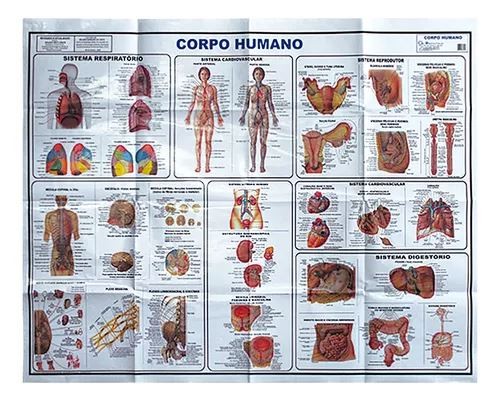 Corpo Humano