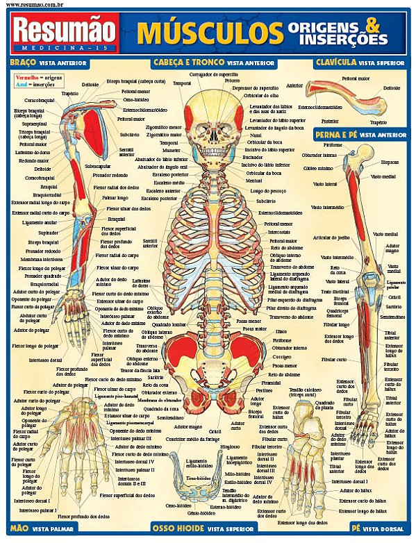 Livro Músculos: origens e inserções