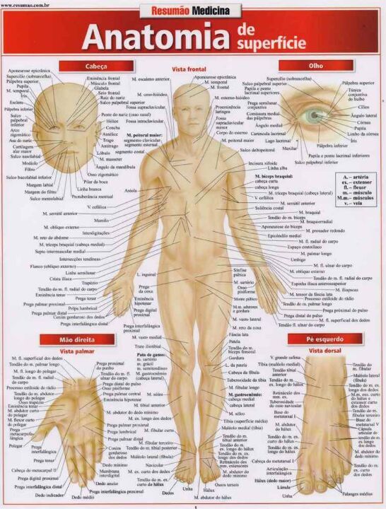 Livro Anatomia de superfície