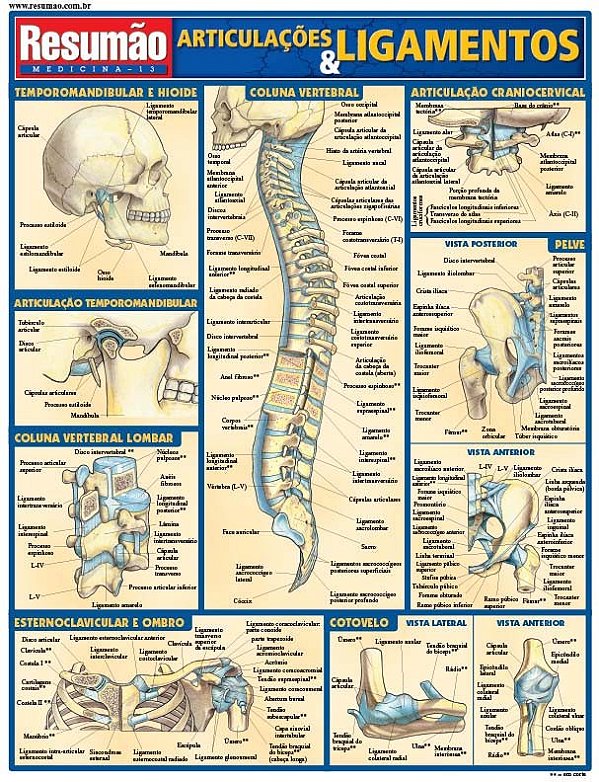 Articulações e ligamentos
