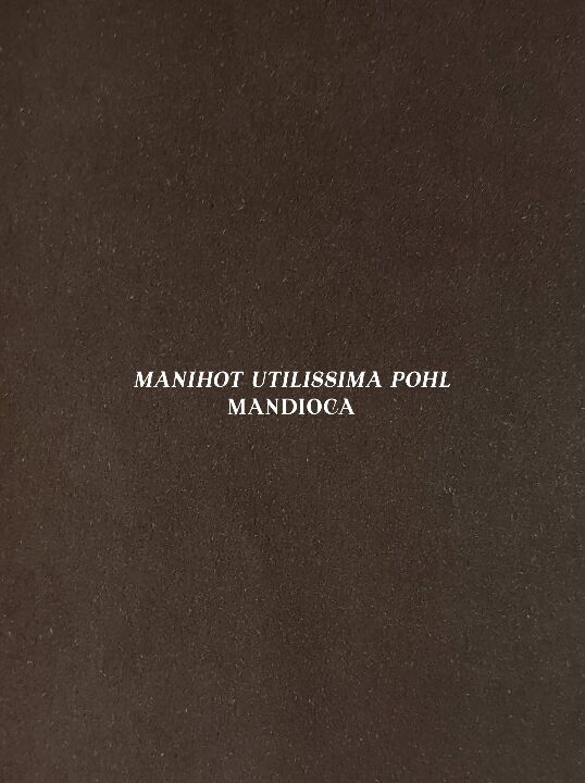 Livro Mandioca: Manihot utilissima Pohl: Edição de luxo c...