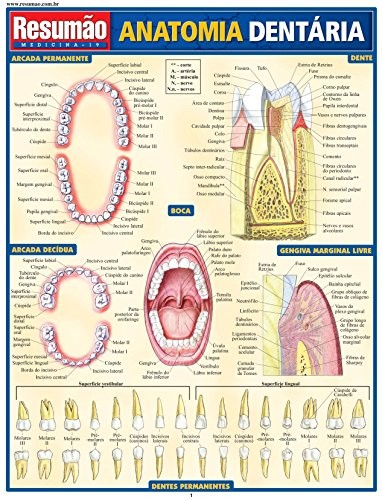 Anatomia Dentaria Resumao - 1