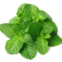 Spearmint - TPA