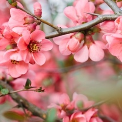 Cherry Blossom - TPA