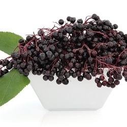 Elderberry - TPA