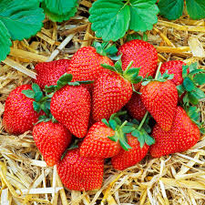 XS  Sweet Strawberry - Capella