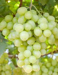 White Grape - FA