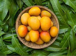 Indian Mango -  Capella