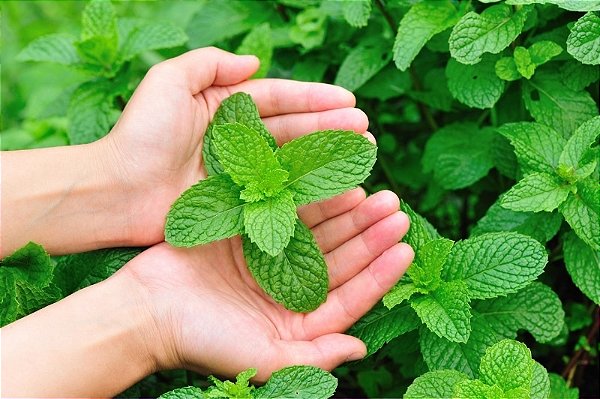 Garden Mint - Super Aromas