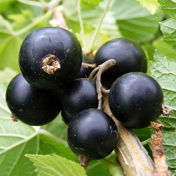 Black Currant - Capella