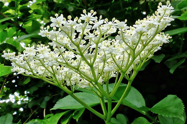 Elderflower - FLV