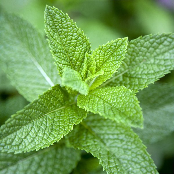 Mint - Capella