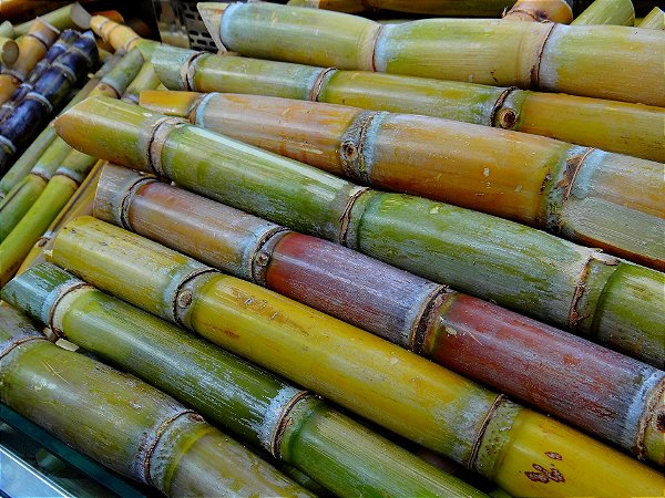 Sugar Cane - VTA