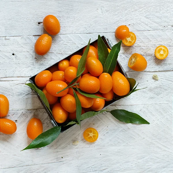 Kumquat - WF