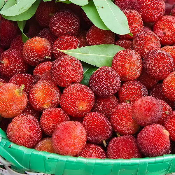 Yangmei Berry - WF