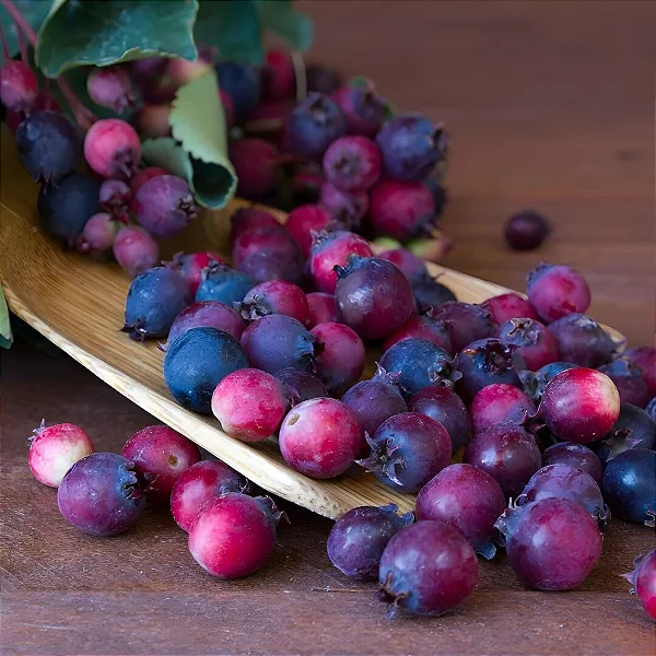 Saskatoon Berries - WF