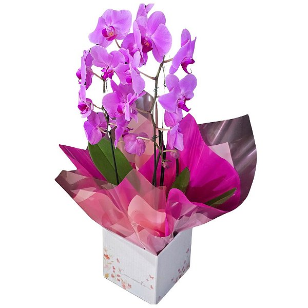 Orquídea Phalaenopsis Duas Hastes Cor-de-rosa