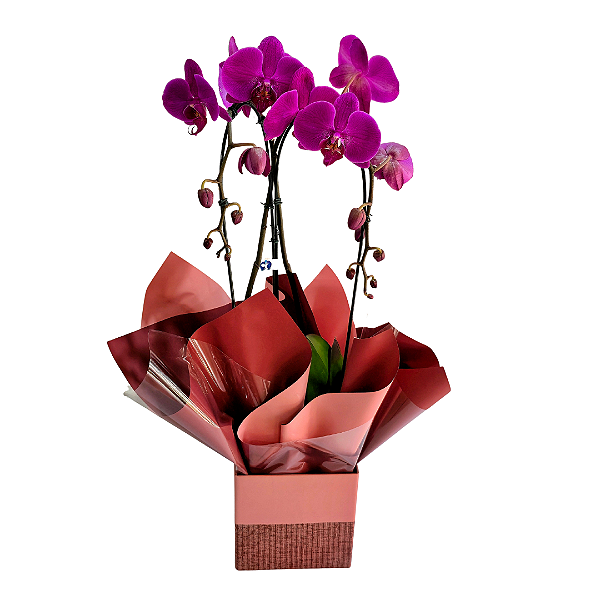 Orquídea Phalaenopsis Duas Hastes Cor-de-rosa