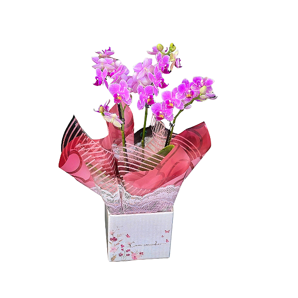 Mini Orquídea Phalaenopsis