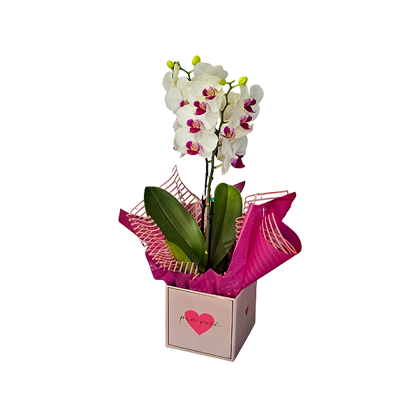 Mini Orquídea Phalaenopsis