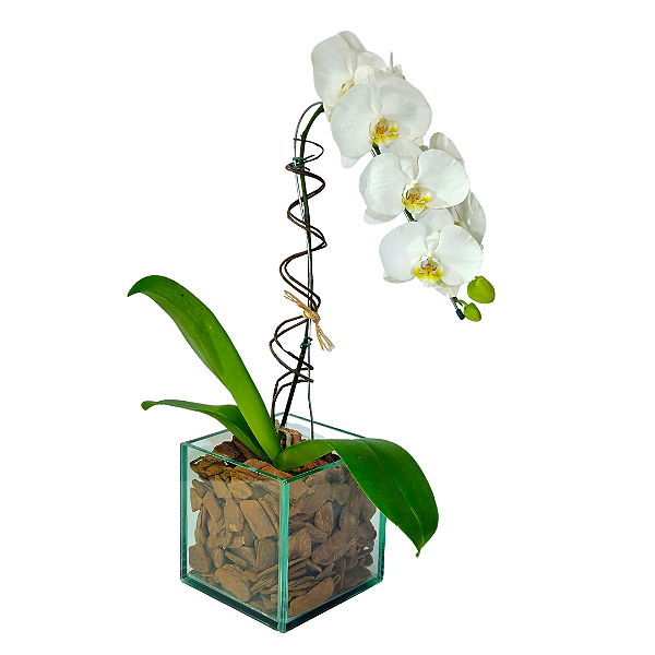Orquídea Phalaenopsis Branca - Vaso de Vidro