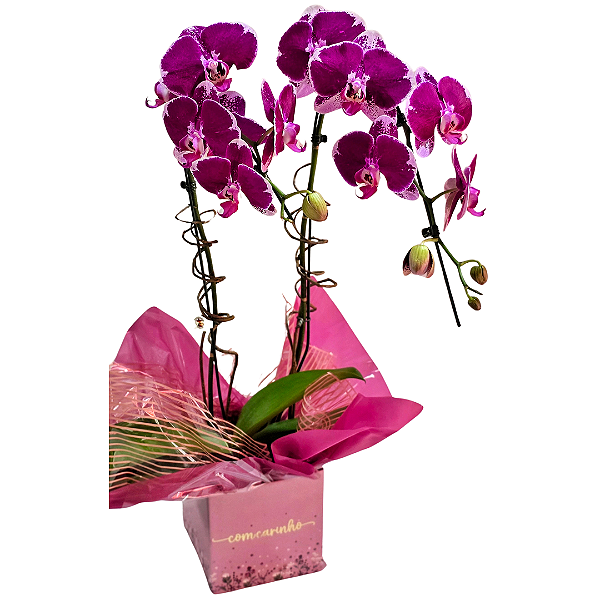 Orquídea Phalaenopsis Roxa
