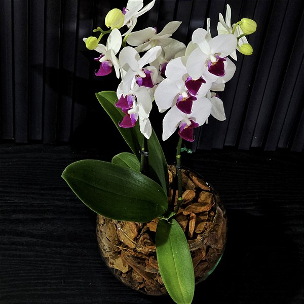 Mini Orquídea Phalaenopsis em Aquário
