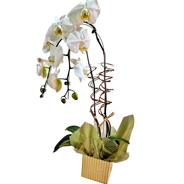 Orquídea Phalaenopsis Cascata Dupla Branca