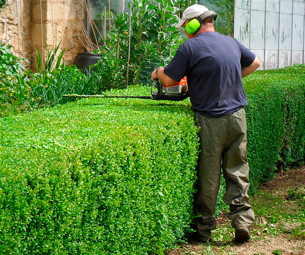Em 24 horas 🚀 Jardinagem e Paisagismo
