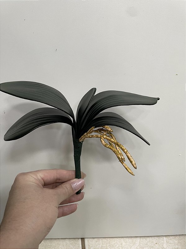 Folha de Orquídea x5 com raiz