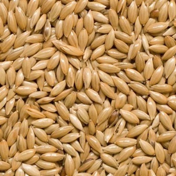 Alpiste Canadense Grão Integral 500g - Produto vegetal, sem conservantes. Uso exclusivo na alimentação. Ideal para receitas sob orientação nutricional
