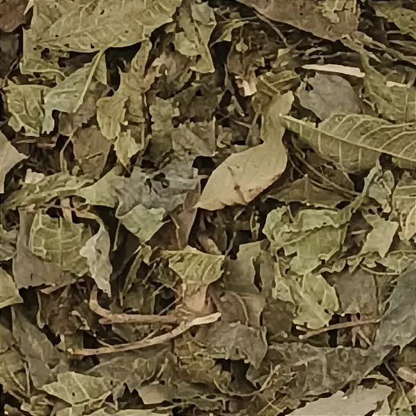 Chá de Espinheira Santa