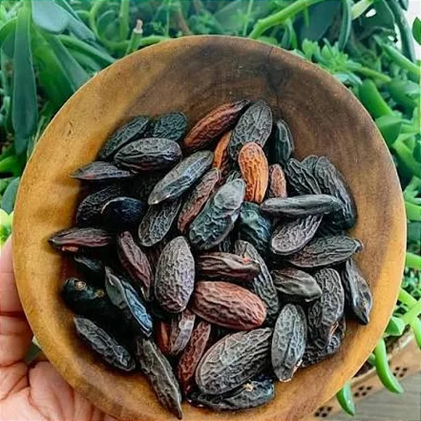 Semente de Cumaru