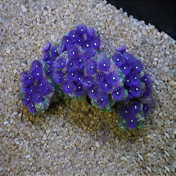 ENFEITE DE RESINA SOMA ROCHA DECO ZOANTHUS ROXO