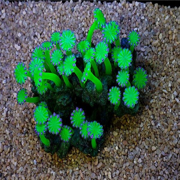 ENFEITE DE RESINA SOMA ROCHA DECO ZOANTHUS PALITHOA VERDE