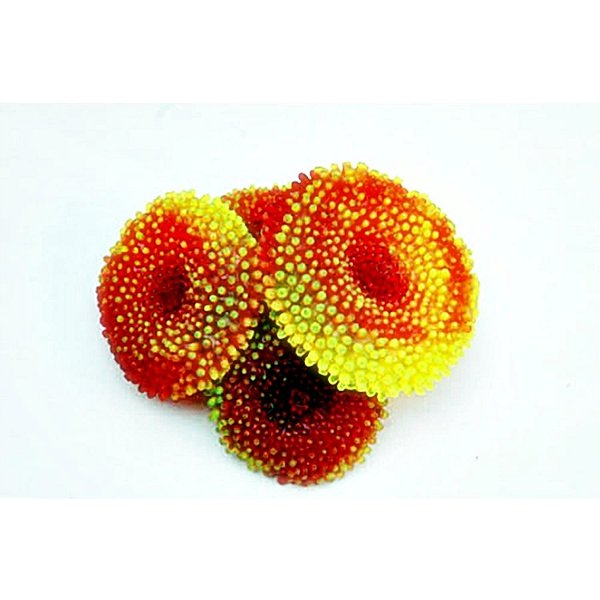 ENFEITE DE SILICONE SOMA CORAL RICORDEA VERMELHA E AMARELA