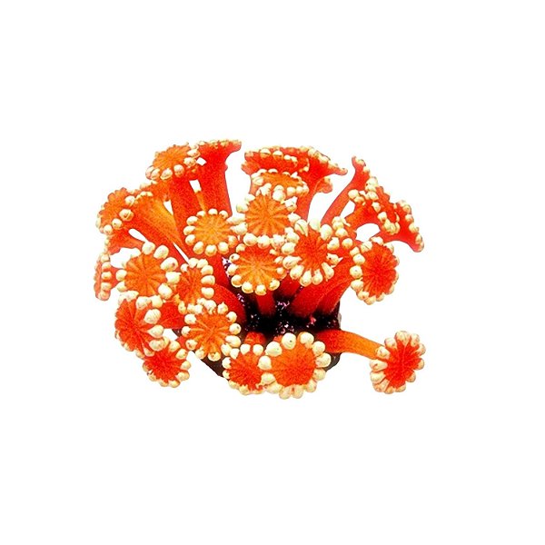 ENFEITE DE SILICONE SOMA CORAL ALVEOPORA LARANJA 04