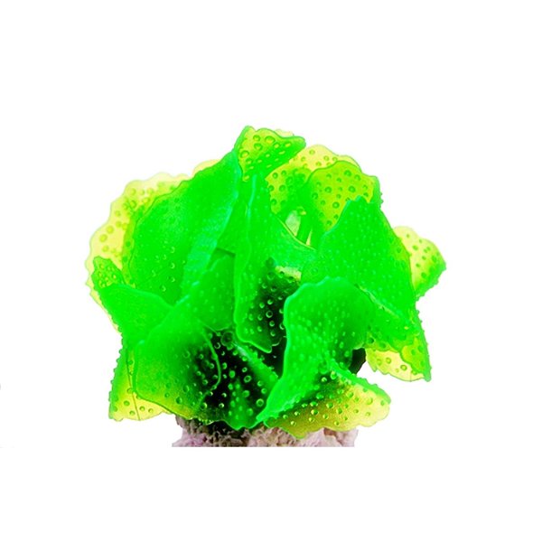 ENFEITE DE SILICONE SOMA CORAL MUSHROOM SPOTTED VERDE 02