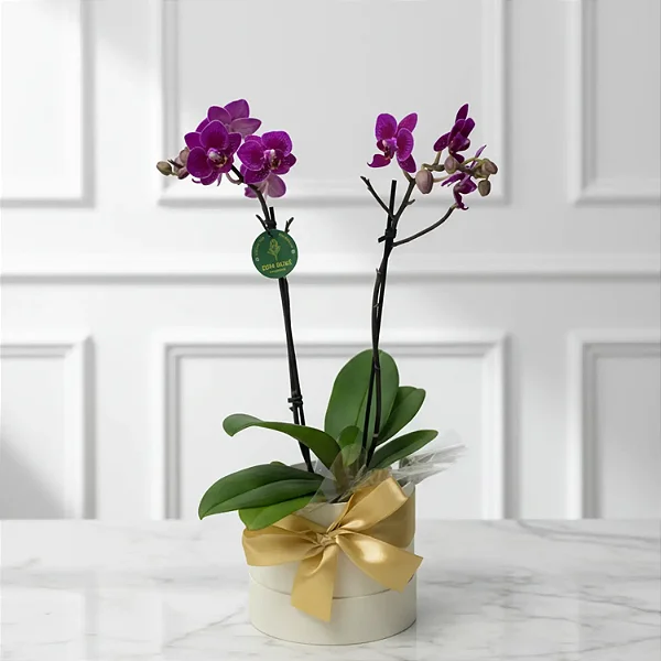 Mini Orquídea No Cachepô