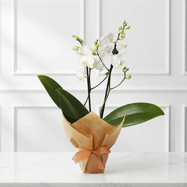 Mini Orquídea Embalada
